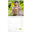 Animal Cuties Kalender 2025