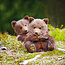 Calendrier Animal Cuties 2025