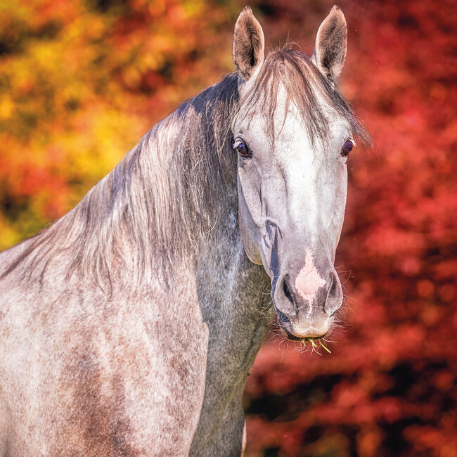Buying Horses Calendar 2025 | simply order online - Kalenderwinkel.nl