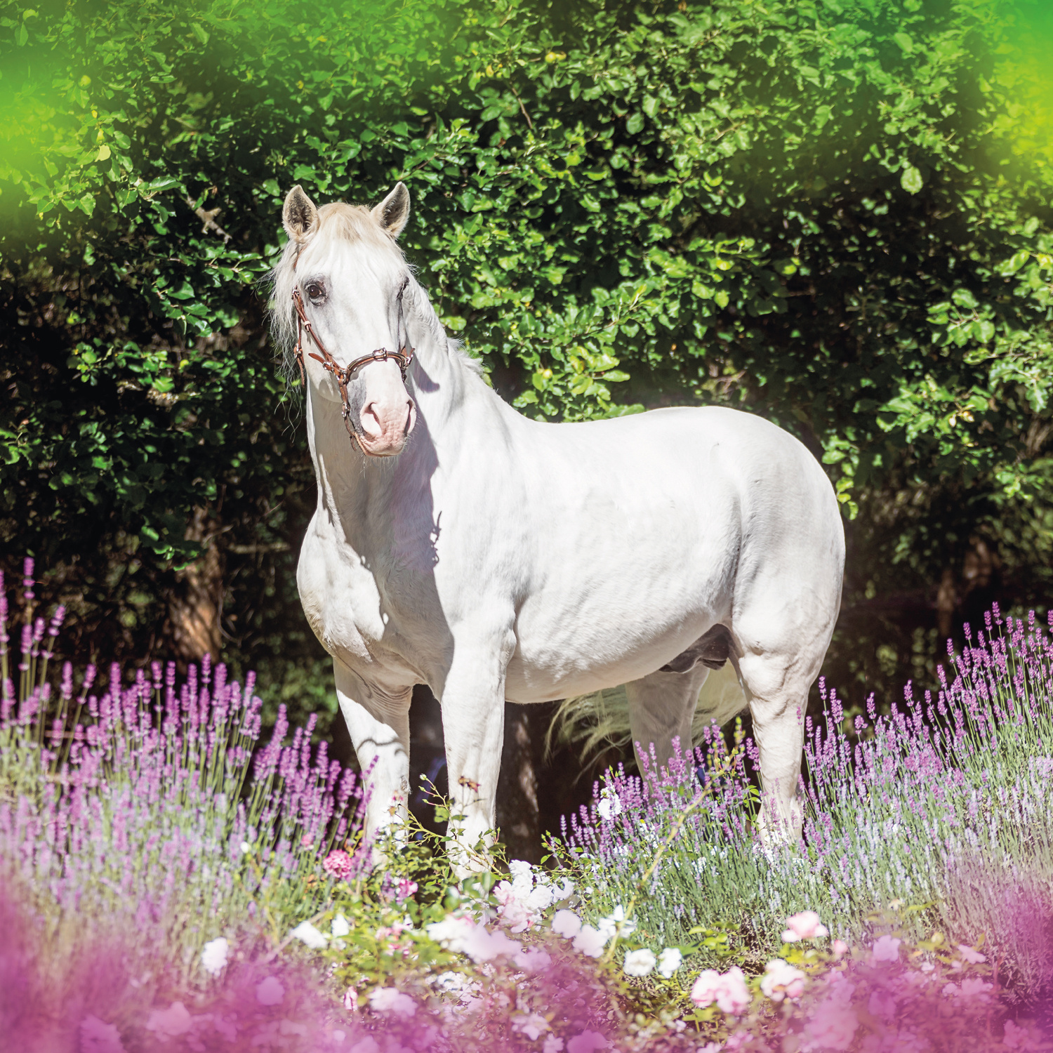 Buying Horses Calendar 2025 simply order online Kalenderwinkel.nl