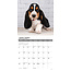 Calendrier des chiots Basset Hound 2025