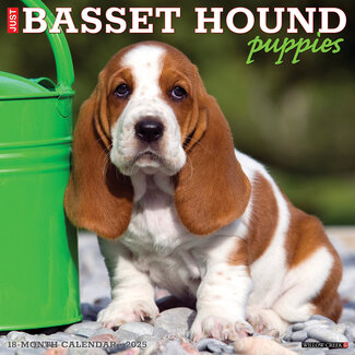 Willow Creek Basset Hound Puppies Calendar 2025