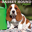 Calendrier des chiots Basset Hound 2025