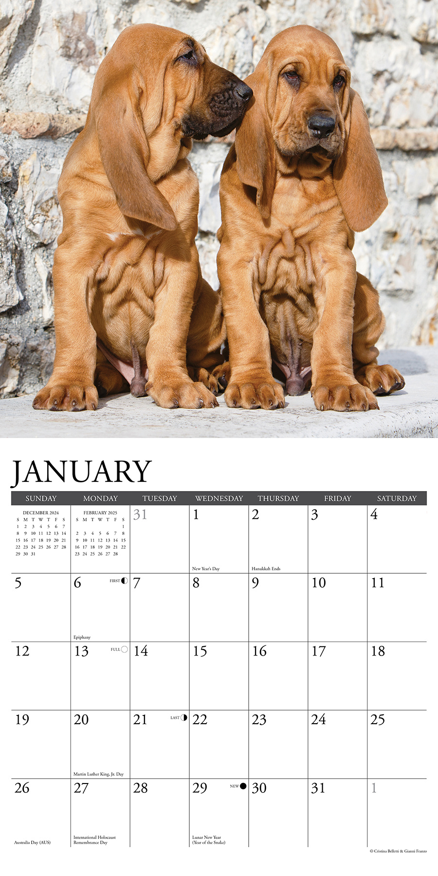Buy Bloodhound Calendar 2025? Order online quickly and easily