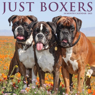 Willow Creek Boxer Calendar 2025