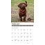 Calendario dei cuccioli di Labrador Retriever Brown 2025