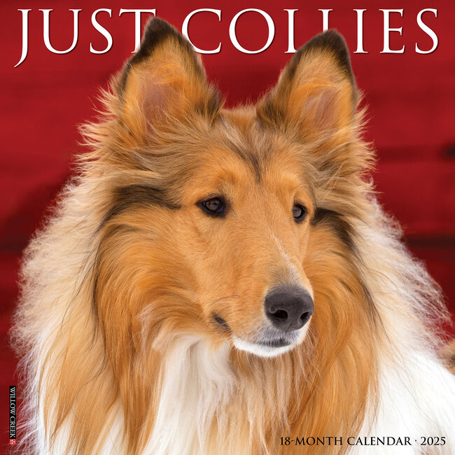 Calendrier Collie - Berger écossais 2025