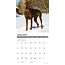 Dobermann Kalender 2025