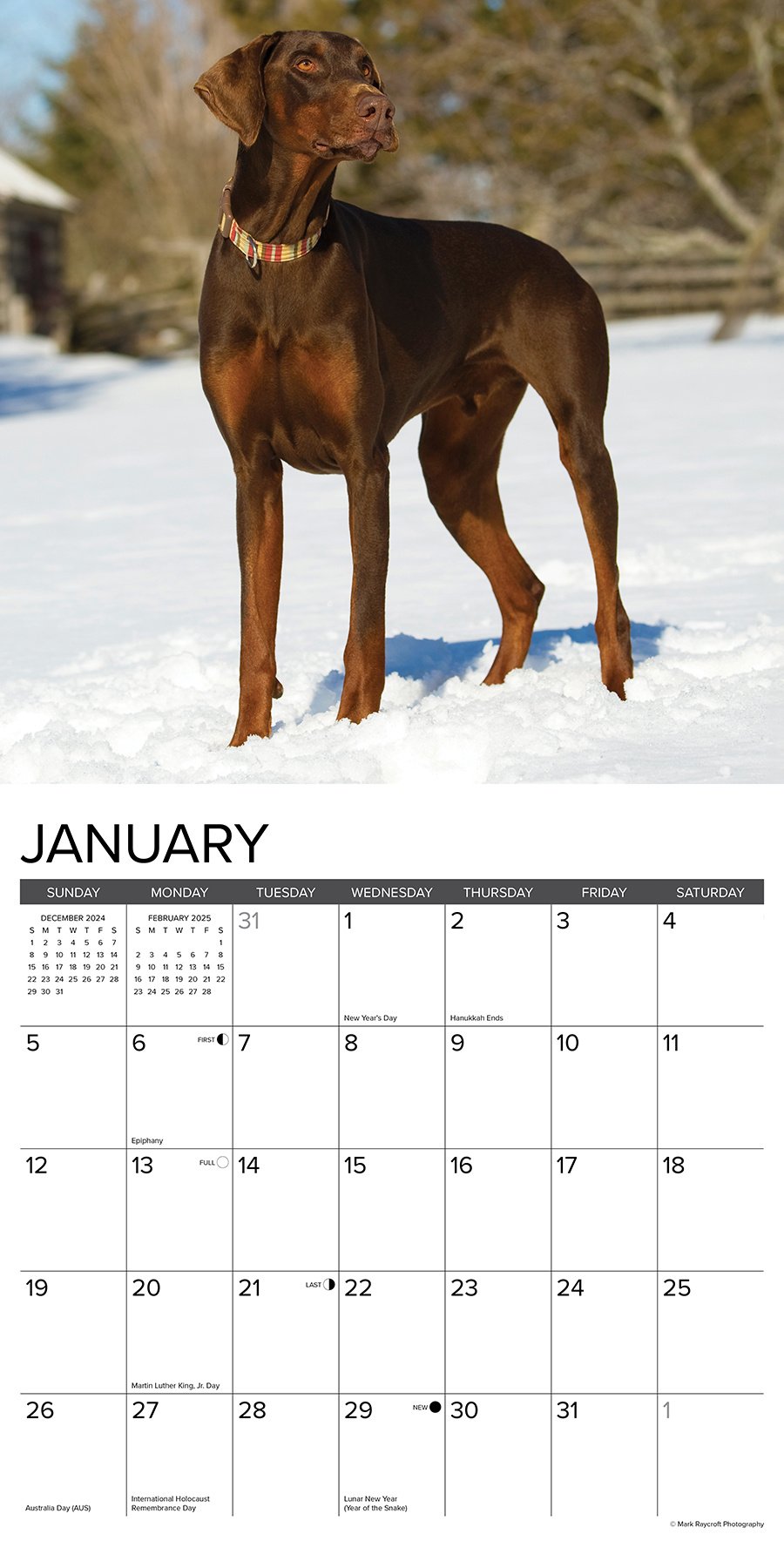 Comprar Calendario Dobermann 2025 Pedir online de forma fácil y