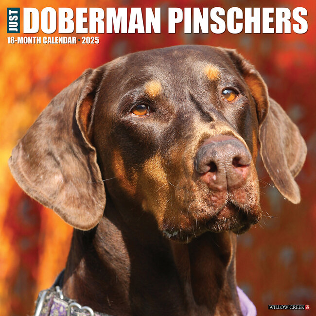 Dobermann Kalender 2025