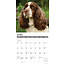 Calendario Springer Spaniel Inglese 2025