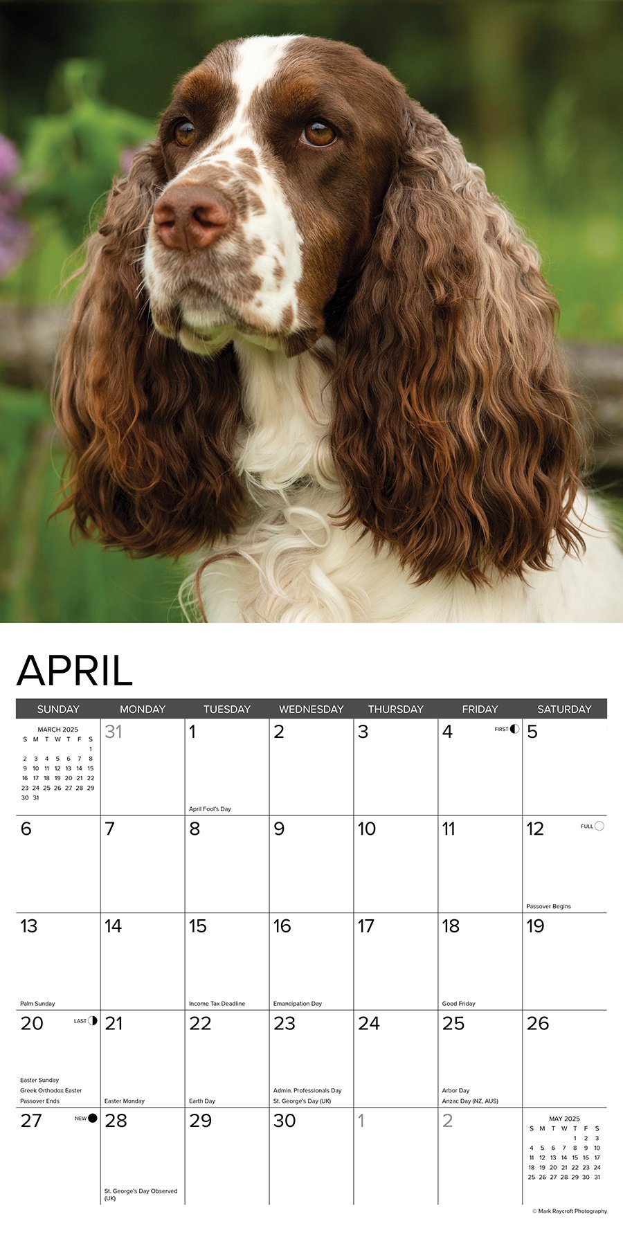 Engelse Springer Spaniel Kalender 2025 Kopen? Bestel eenvoudig Online