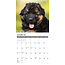 Calendrier des chiots du berger allemand 2025