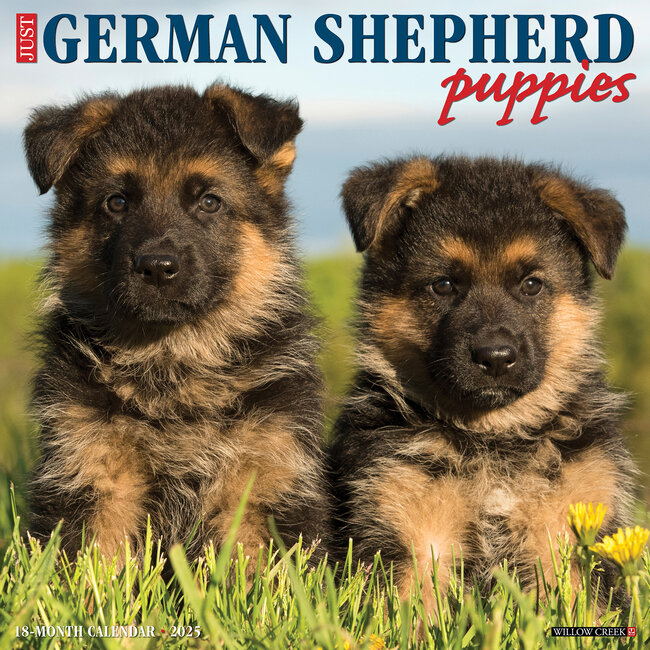 Willow Creek Calendario de cachorros de pastor alemán 2025