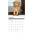 Calendario Goldendoodle 2025