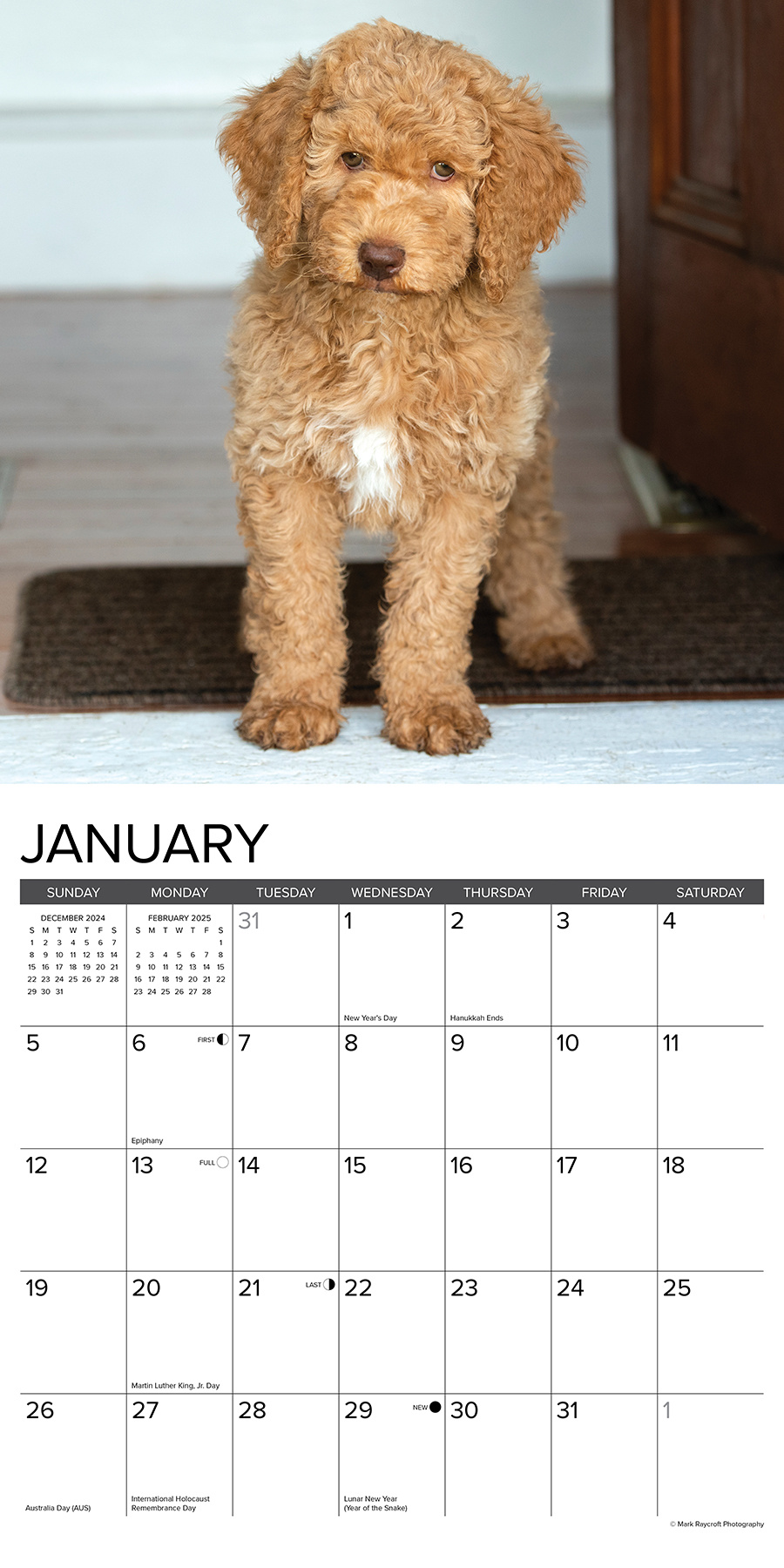 Goldendoodle Kalender 2025 Einfach und schnell online bestellen