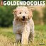 Goldendoodle Calendar 2025