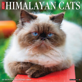 Willow Creek Calendario Gatos del Himalaya 2025