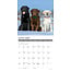 Calendario del Labrador Retriever 2025