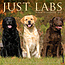 Willow Creek Labrador Retriever Calendar 2025