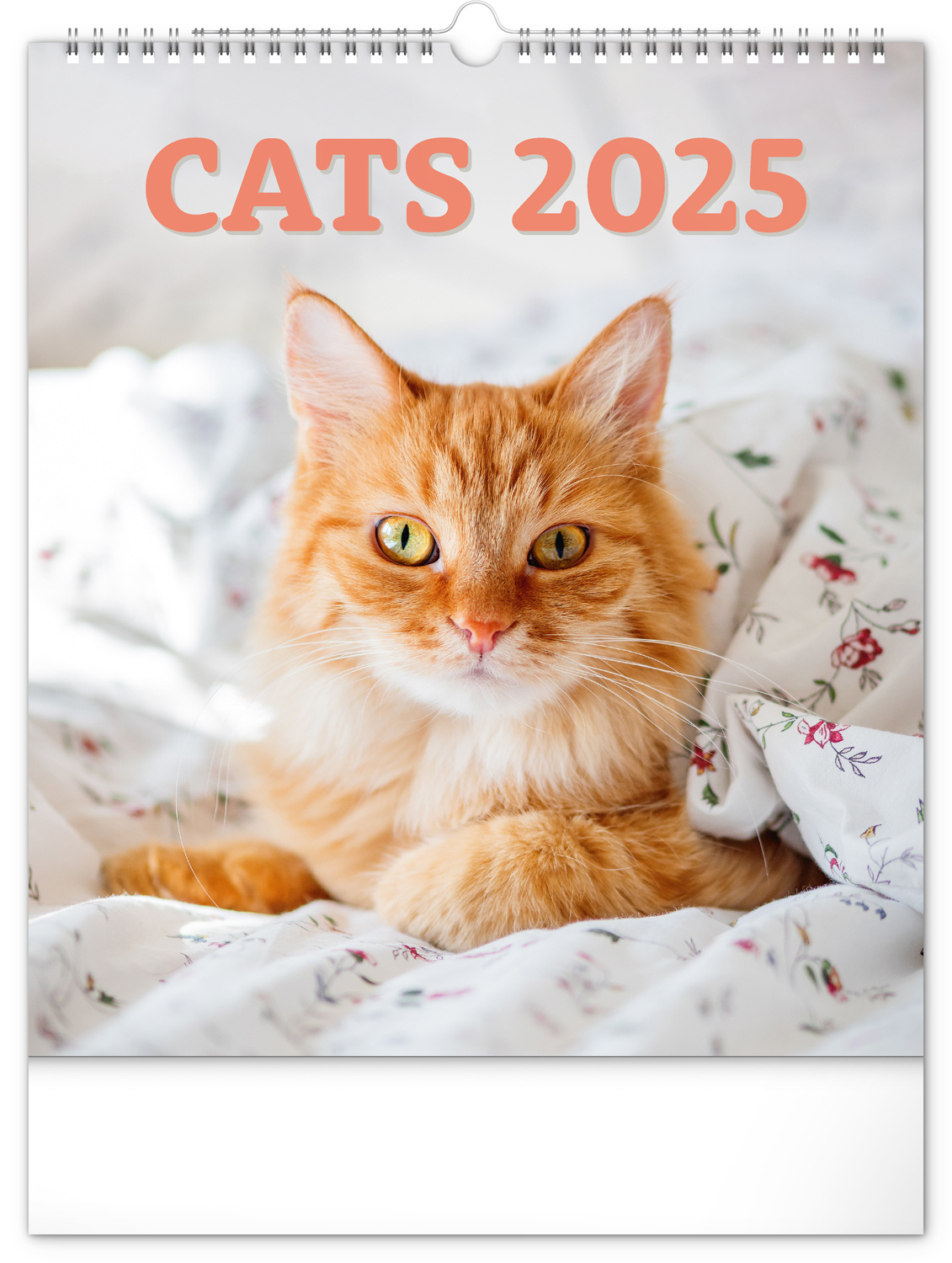 Cats Kalender 2025 kaufen einfach online bestellen Kalenderwinkel.nl