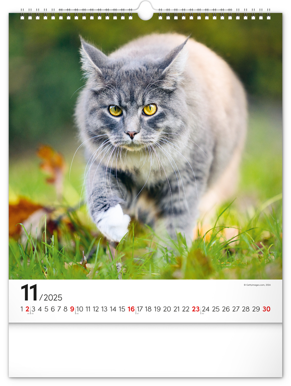 Comprar Calendario Gatos 2025 Simplemente haga su pedido en línea Kalenderwinkel.nl