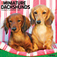 Willow Creek Miniatur-Dachshund-Kalender 2025