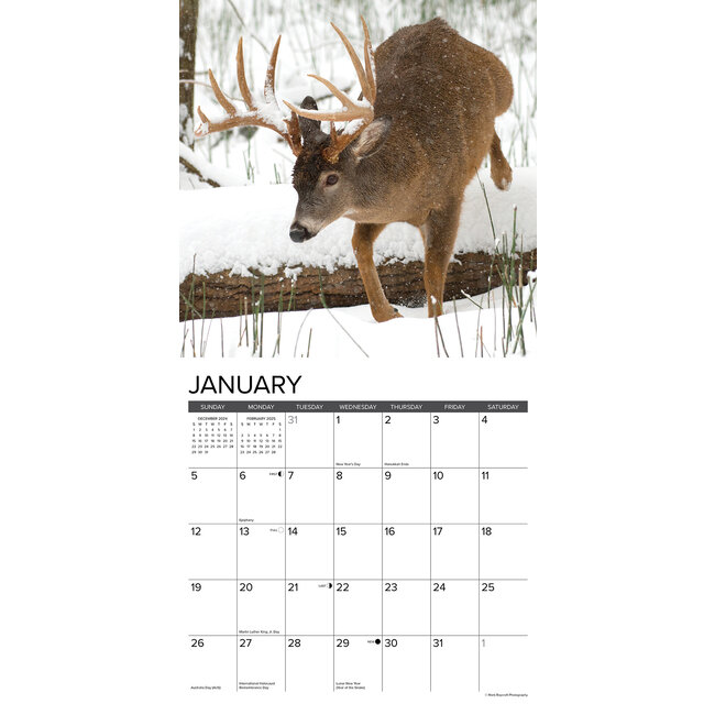 Buying Monster Bucks Calendar 2025? Order easily online Kalenderwinkel.nl