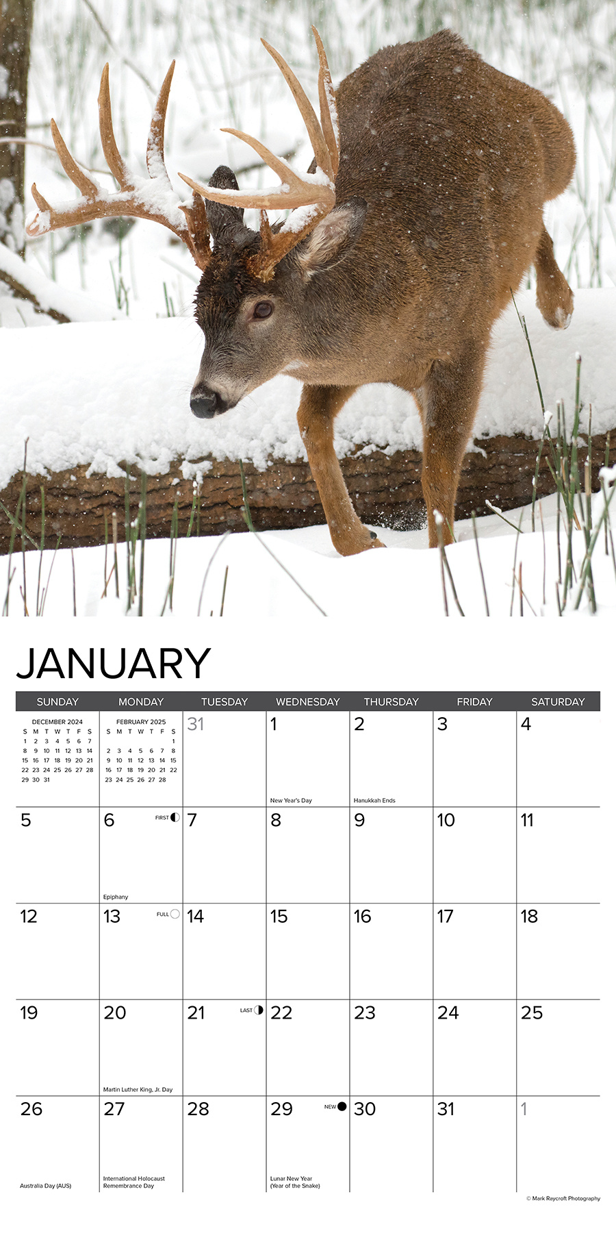 Buying Monster Bucks Calendar 2025? Order easily online Kalenderwinkel.nl