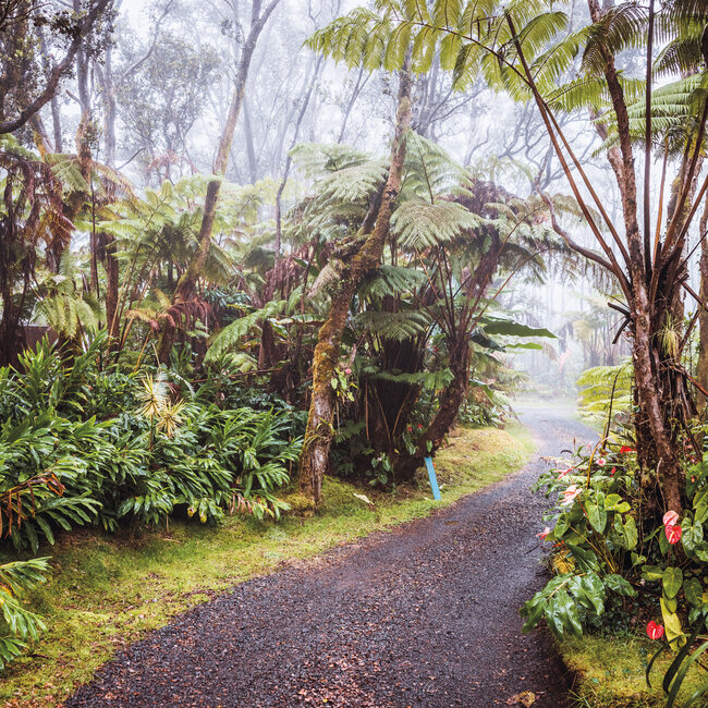 Buy Amazing Rainforest Calendar 2025? Order quick and easy