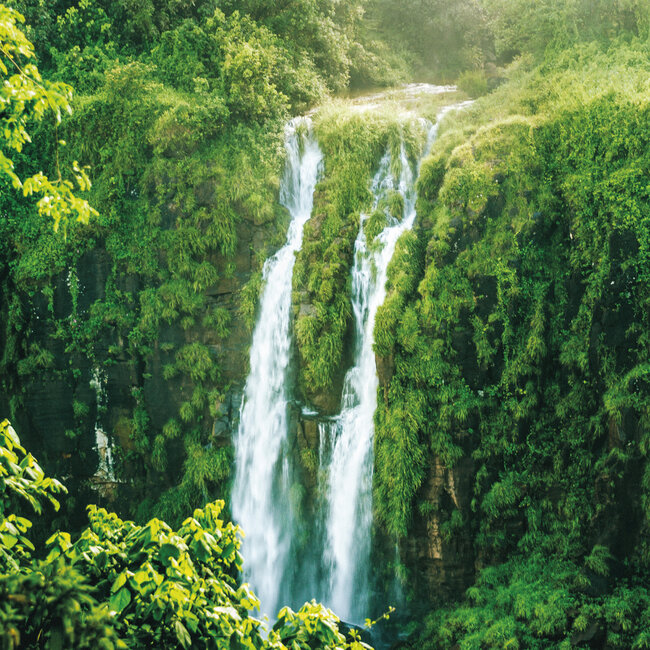 Buy Amazing Rainforest Calendar 2025? Order quick and easy