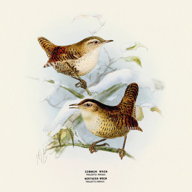 Buying Birds in Art Calendar 2025? Order online quickly and easily