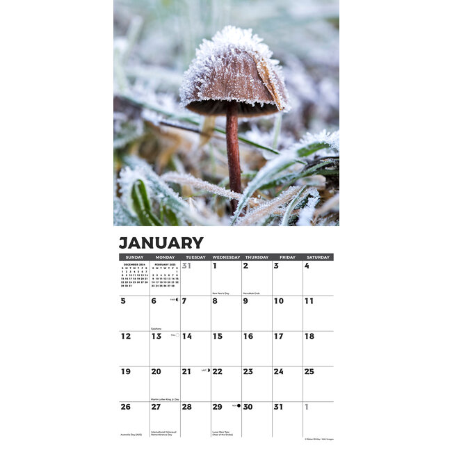 Acheter le calendrier des champignons 2025 ? Commandez en ligne