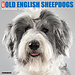 Willow Creek Bobtail / Old English Sheepdog Calendar 2025