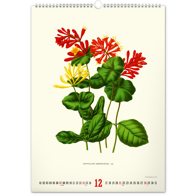 Vintage Posters Buy Herbarium Calendar 2025? Order easily