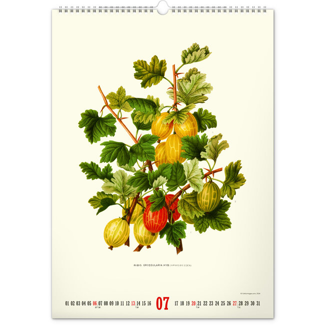 Vintage Posters Buy Herbarium Calendar 2025? Order easily