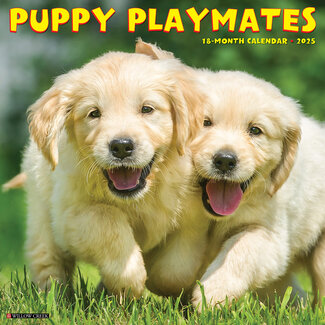 Willow Creek Calendario Puppy Playmates 2025