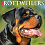 Willow Creek Calendario Rottweiler 2025