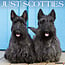 Scottish Terrier Calendar 2025