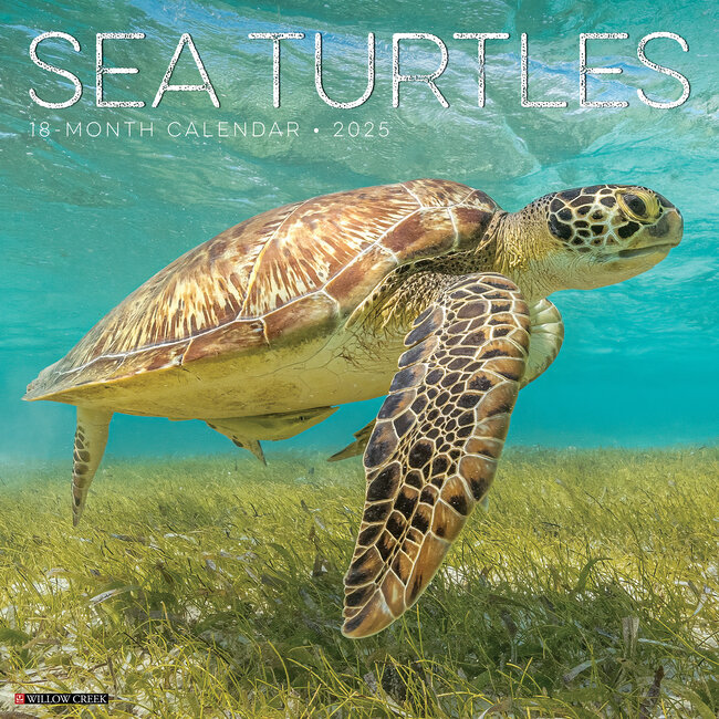 Calendario delle tartarughe marine 2025