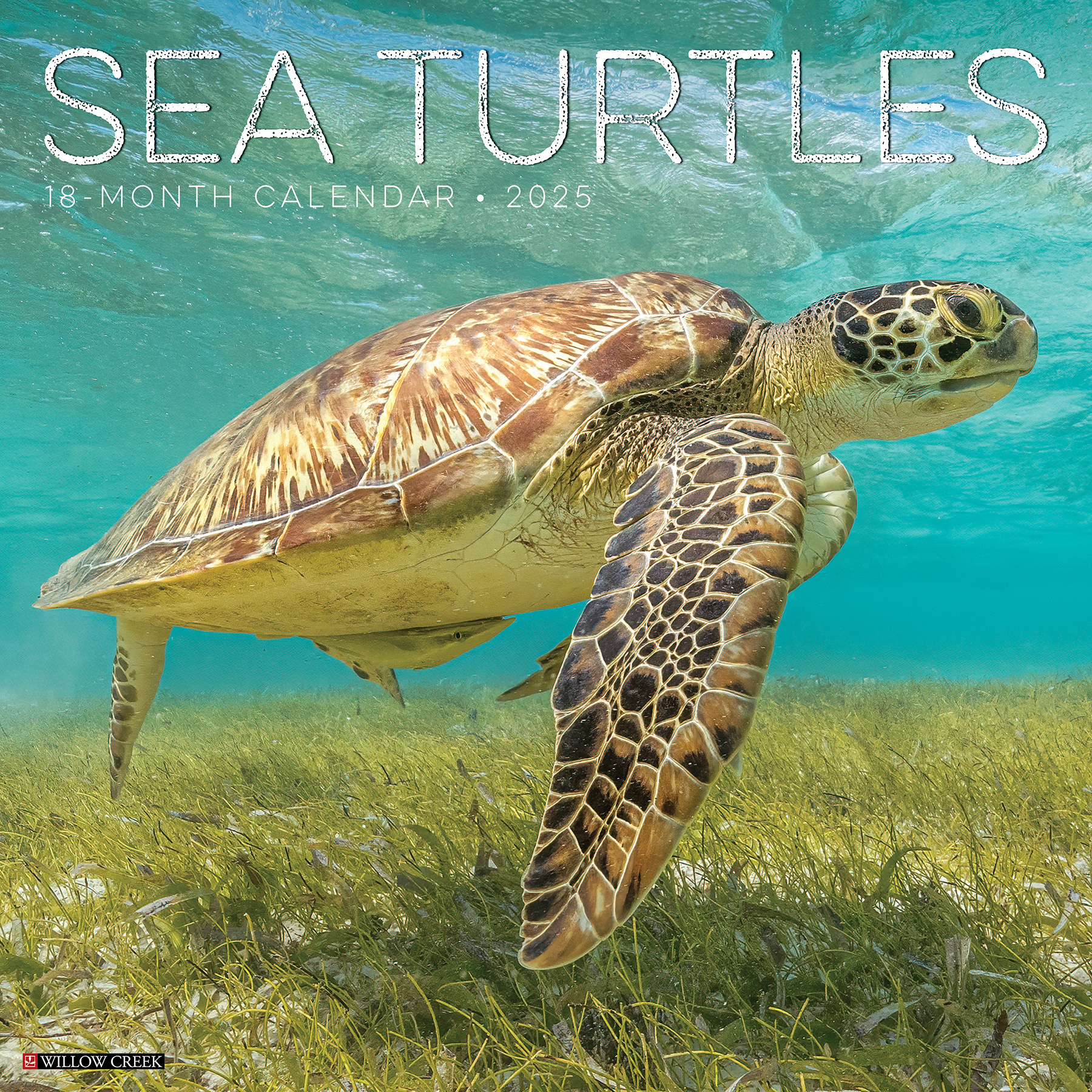 2025 Sea Turtle Calendar Contest Winners! Sea Turle Oona Torrie