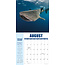 Sharks Calendar 2025