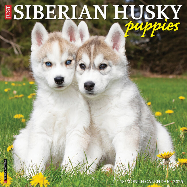 Calendrier des chiots Husky de Sibérie 2025