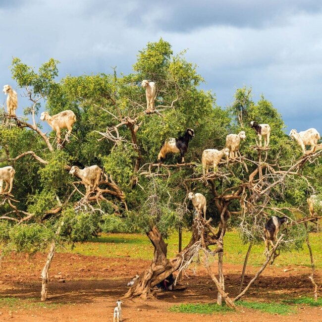 Buying Trees Calendar 2025 simply order online Kalenderwinkel.nl