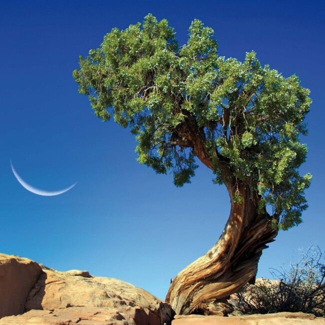 Buying Trees Calendar 2025 simply order online Kalenderwinkel.nl