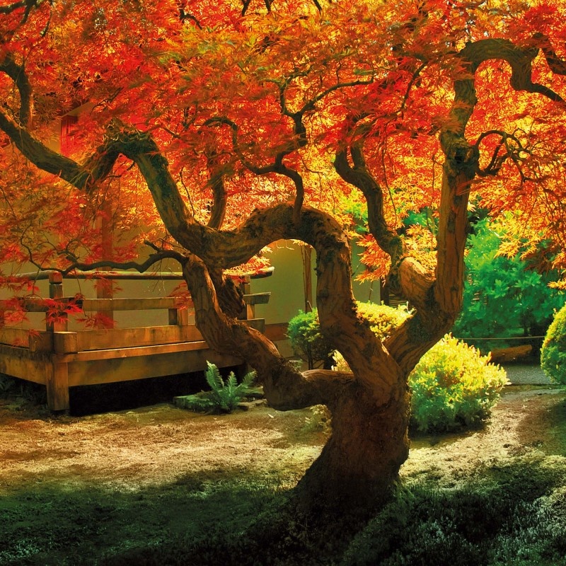 Buying Japanese Garden Calendar 2025 simply order online