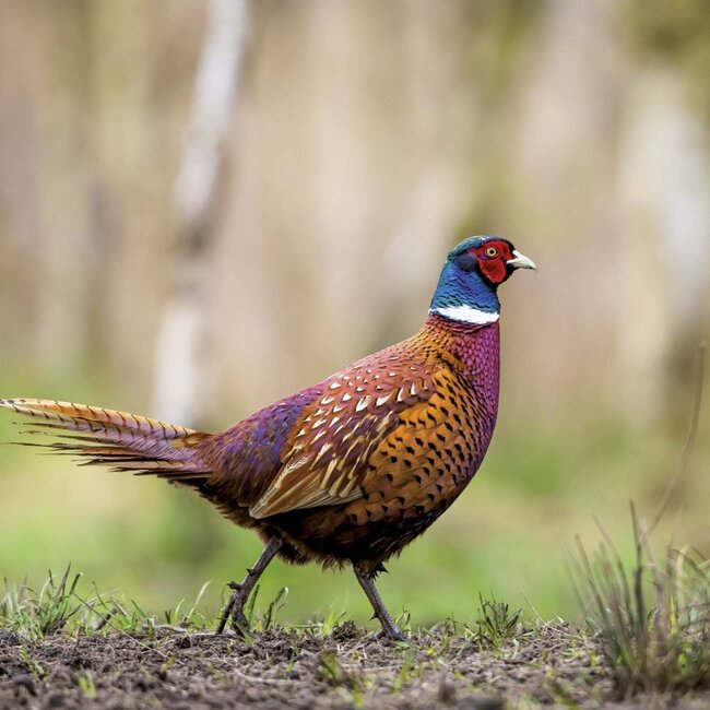 Buying Woodlands Calendar 2025 simply order online Kalenderwinkel.nl