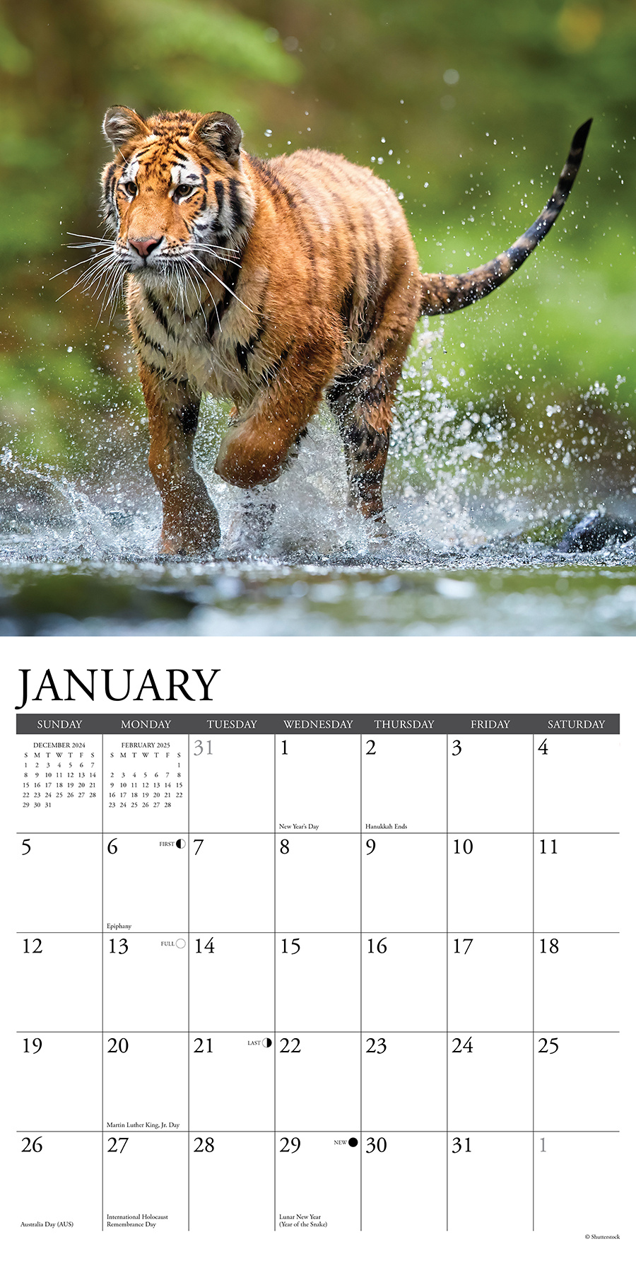 Buy Tiger Calendar 2025 Order online easily and quickly