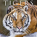 Willow Creek Tiger Calendar 2025
