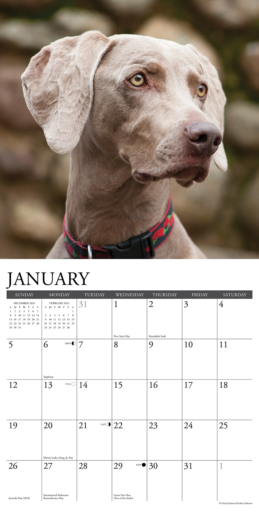 Buy Weimaraner Calendar 2025 Order easily and quickly Online